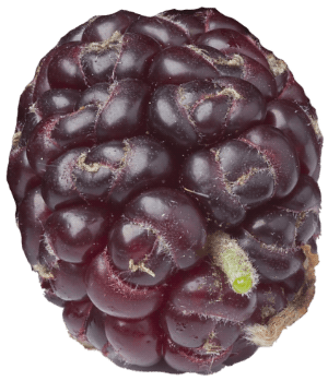 Close-up of a ripe boysenberry with dark purple-red skin