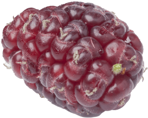 Close-up of a ripe boysenberry with dark purple-red skin