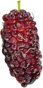 Close-up of a ripe boysenberry with dark purple-red skin
