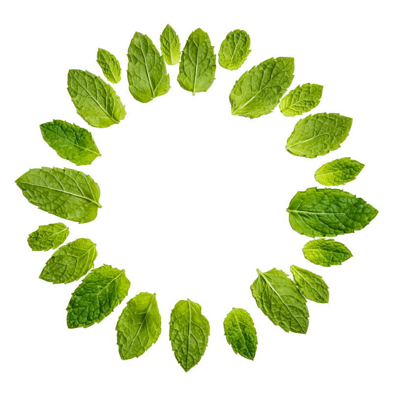 Mint leaves